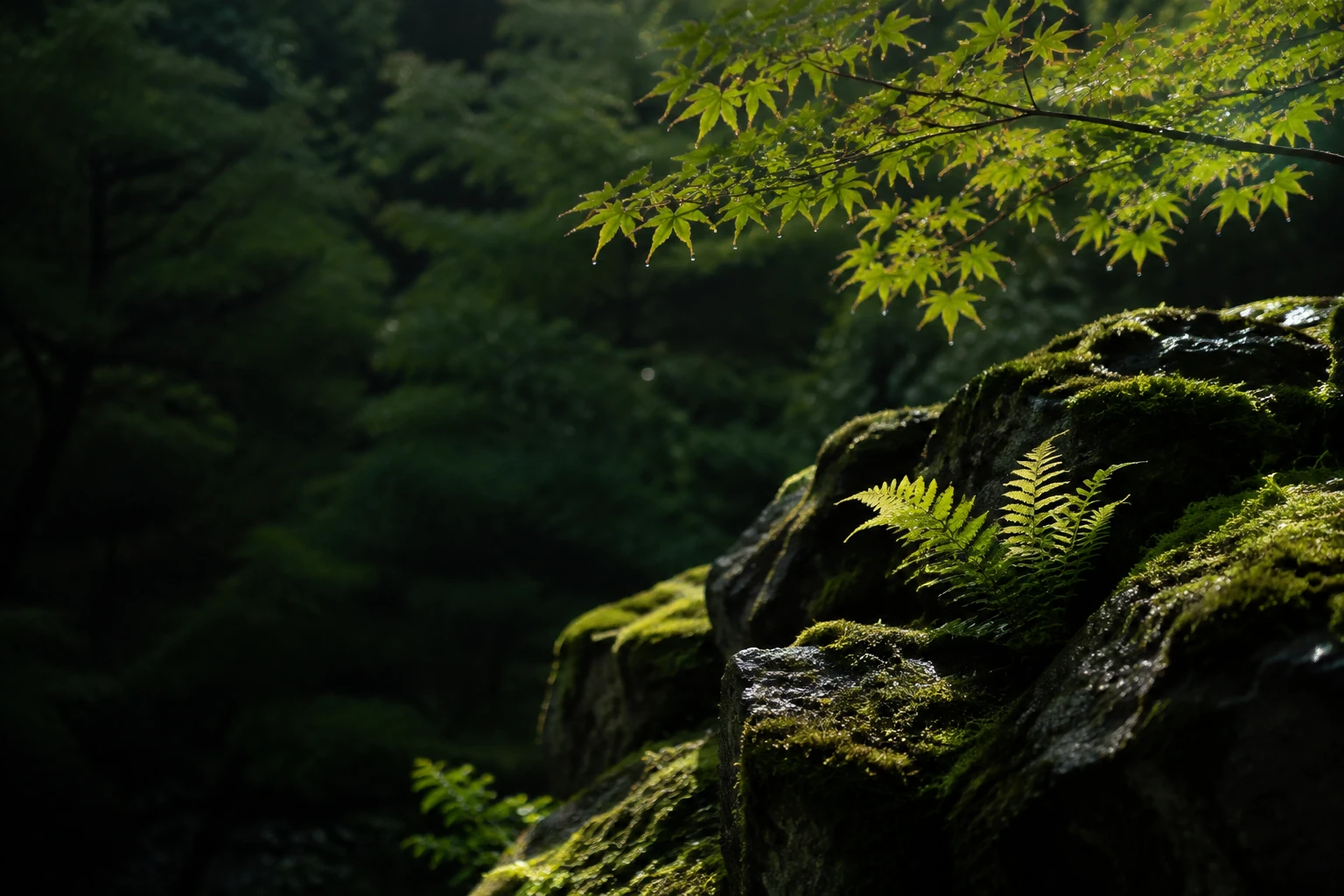 木漏れ日と、苔むした石の風景イメージ
